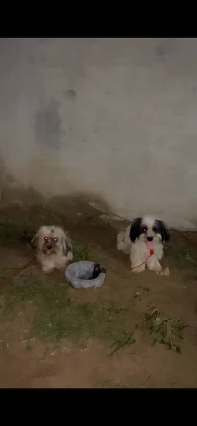 Shih Tzu