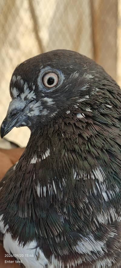 male female for sale