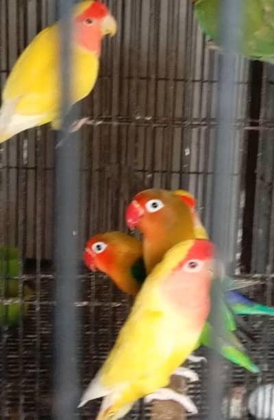 Common Lutino, Fisher, Eno black eyes, Parblue, opaline lovebirds