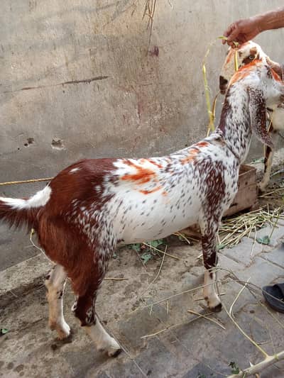 makhi cheeni laili for sale