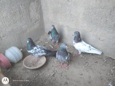 kabli imam dean or banky pigeons