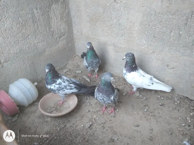 kabli imam dean or banky pigeons
