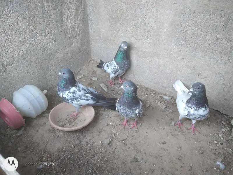 kabli imam dean or banky pigeons — photo 2