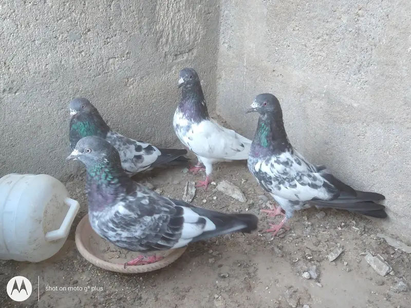 kabli imam dean or banky pigeons — photo 3