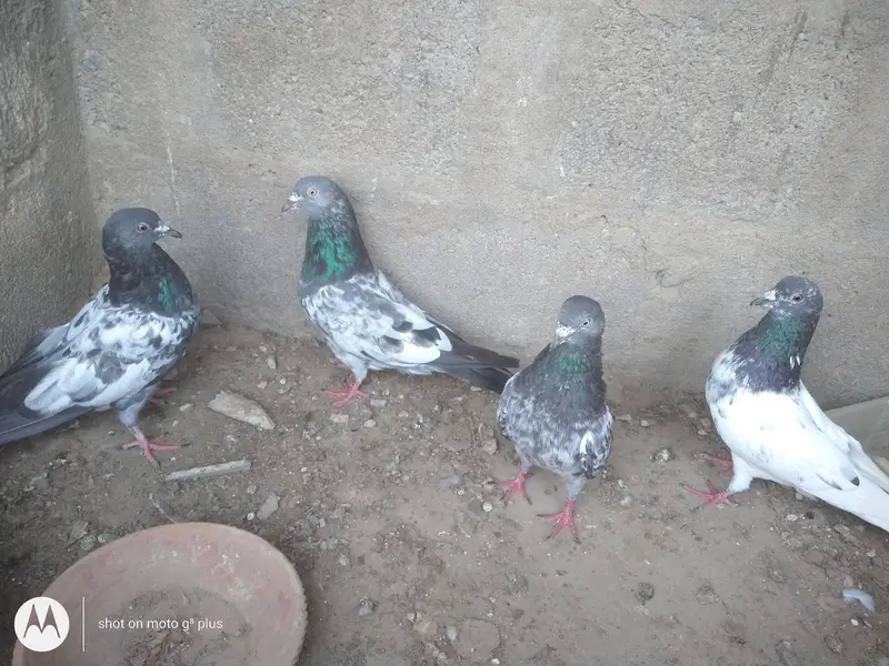 kabli imam dean or banky pigeons — photo 4
