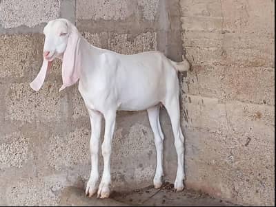 Desi Goat | paki Kheeri | white Female |   دیسی بکری |