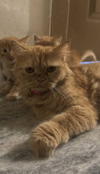 Persian punch face female