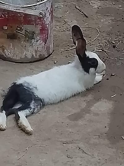 rabbits  pair