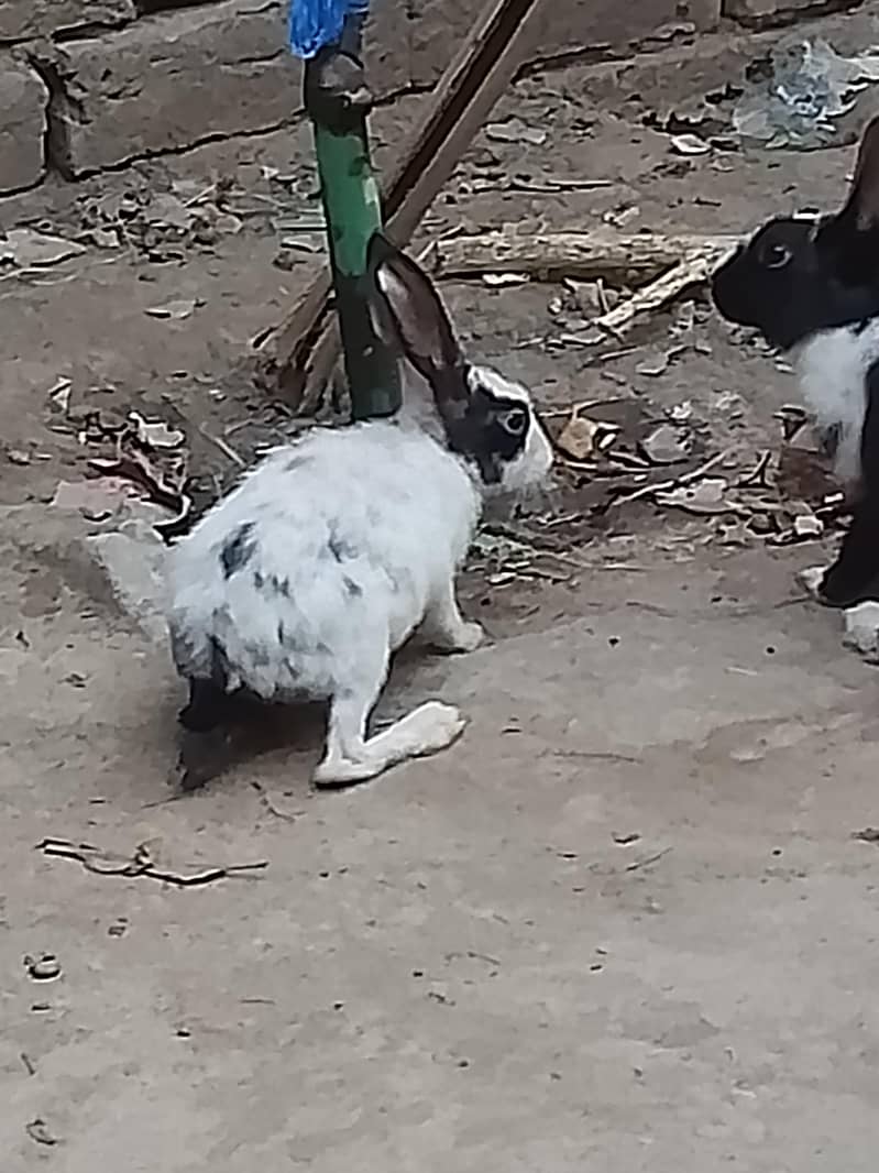 rabbits  pair 1