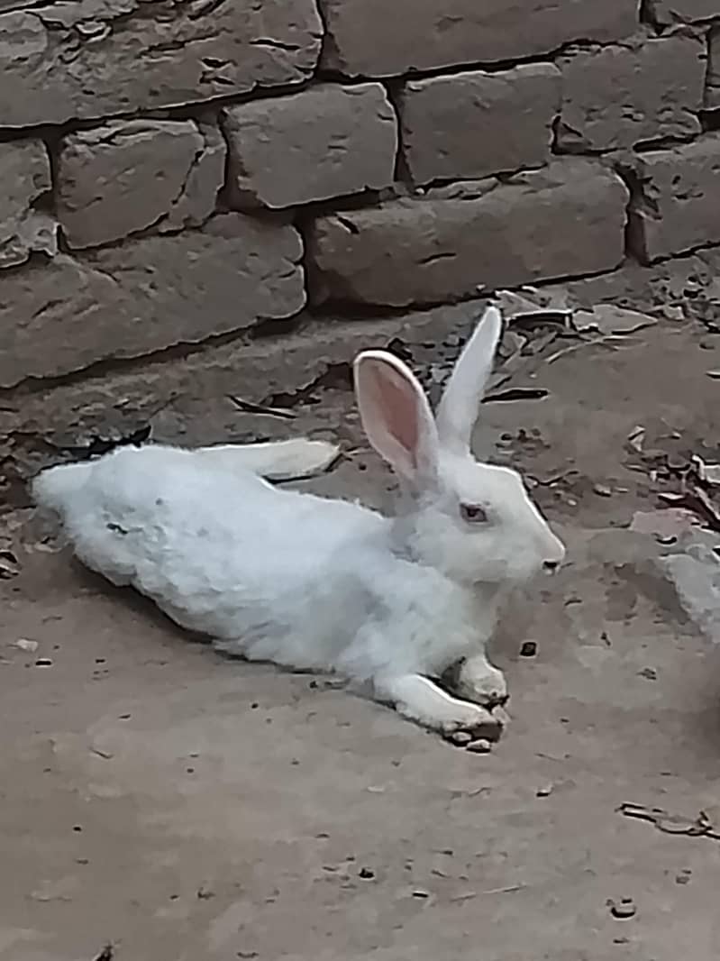 rabbits  pair 2