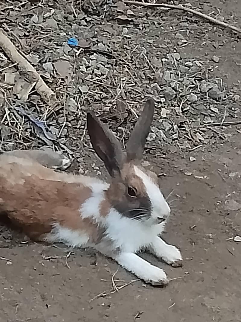 rabbits  pair 3