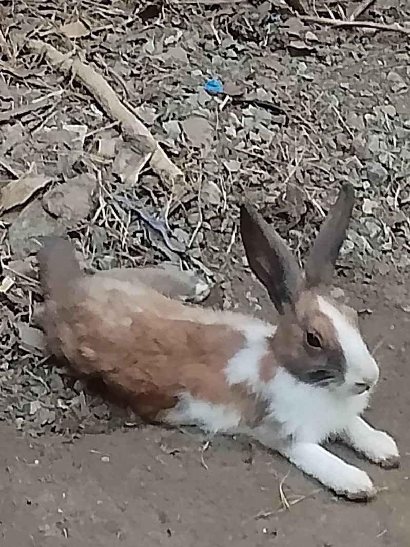 rabbits  pair 4