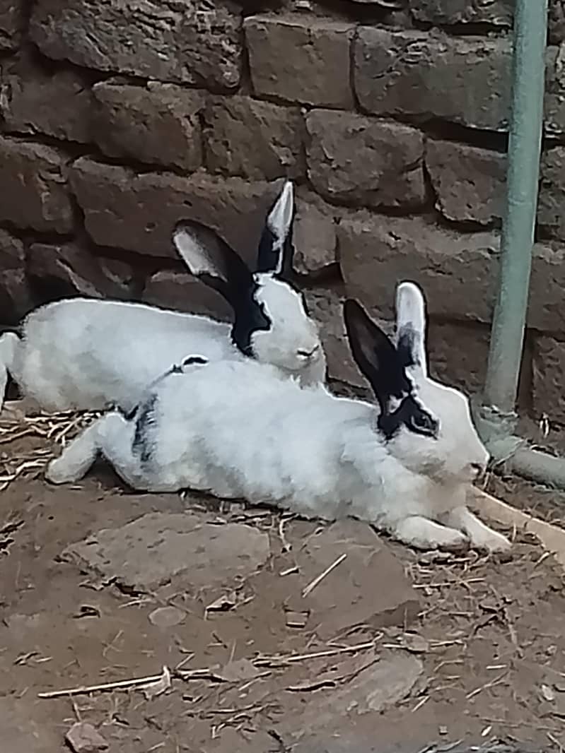 rabbits  pair 5