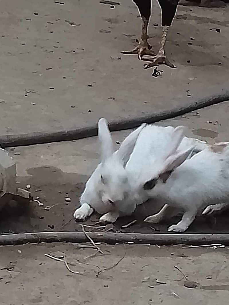 rabbits  pair 6