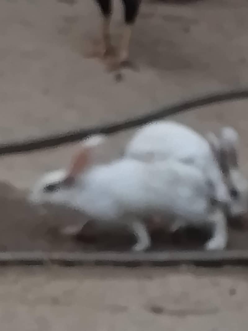 rabbits  pair 7