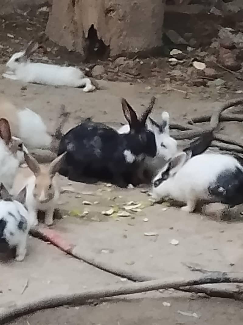 rabbits  pair 8