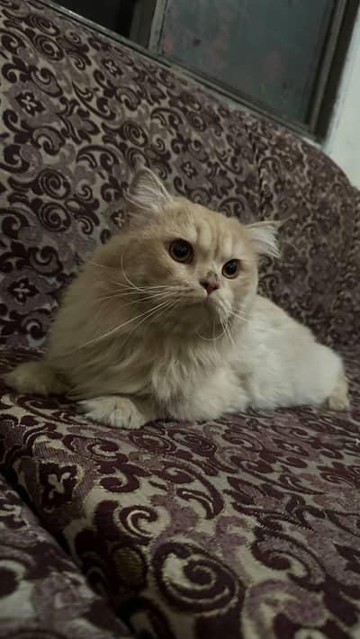 male cat