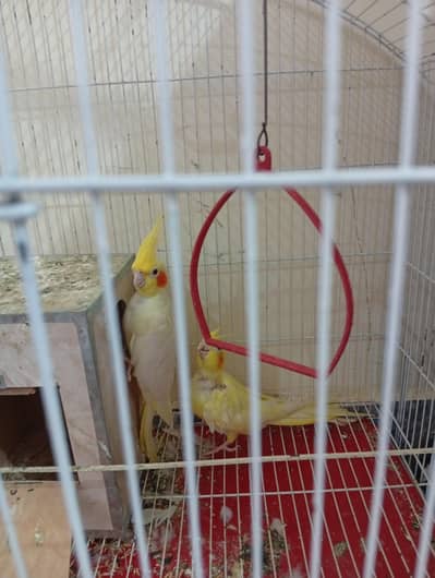 for sale