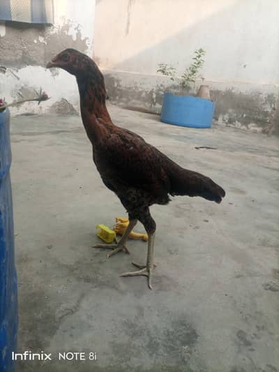 aseel
