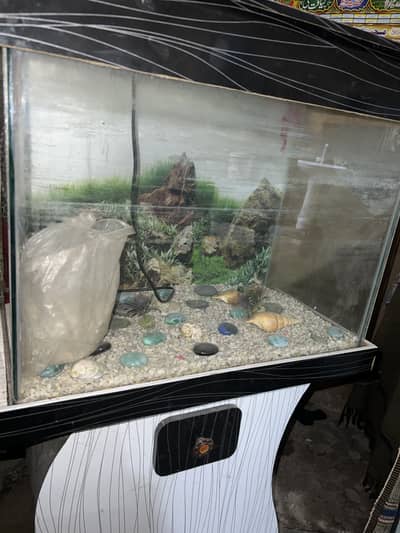 Fish aquarium