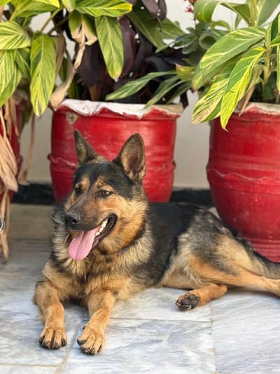 German shepherd female dog
