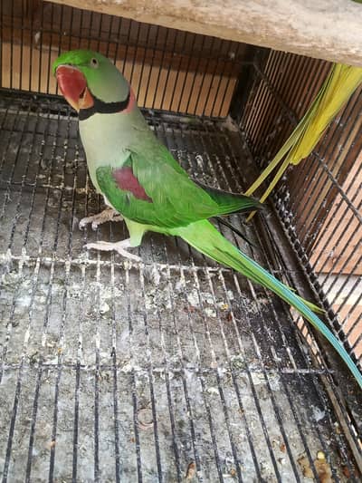 Green parrot