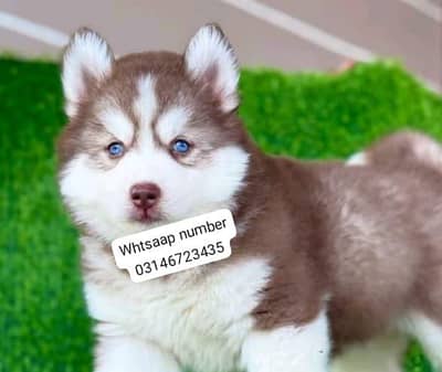 Siberian husky fore sale