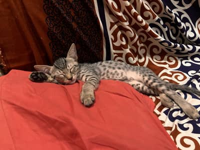 TABBY KITTEN FOR ADOPTION