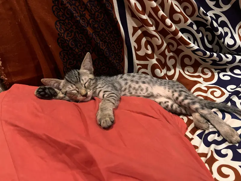 TABBY KITTEN FOR ADOPTION