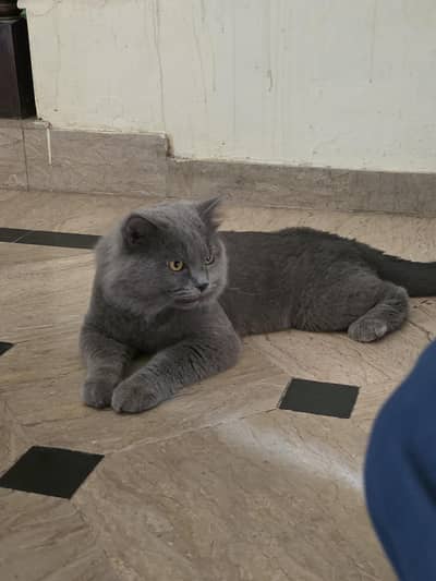BRITISH SHORTHAIRS | SCOTISH FOLD | MAIN COONS | RAG DOLL CAT AVAILABL