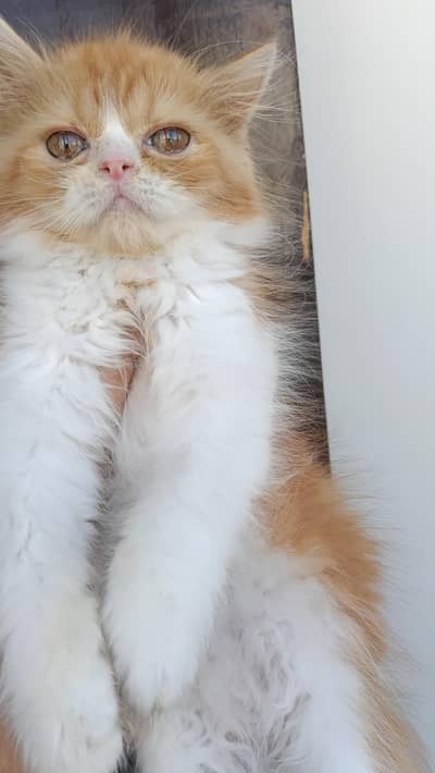 Masha Allah beautiful punch male kittens