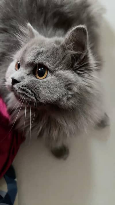 Persian Grey beauty