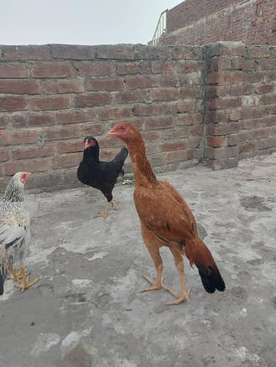 aseel females