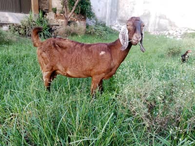 bakri for sale dudh bhi deti hai 2 sal kuchh mahine ki hai