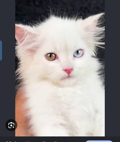 Persian Cat for Sale – Healthy & Active