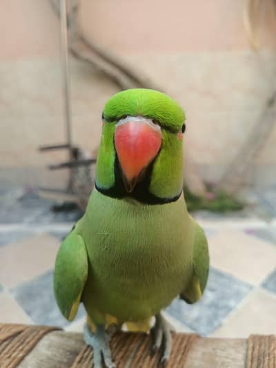 Talking parrots and hand tame