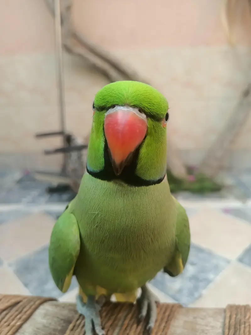 Talking parrots and hand tame