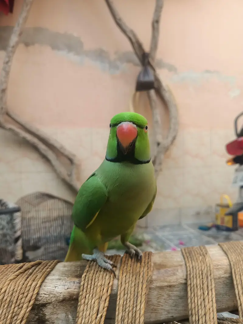 Talking parrots and hand tame — photo 3