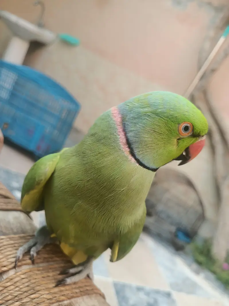 Talking parrots and hand tame — photo 4