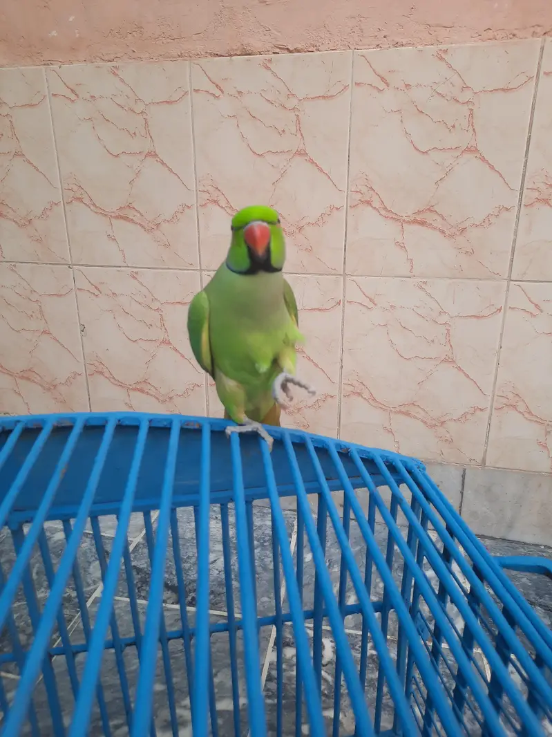 Talking parrots and hand tame — photo 5