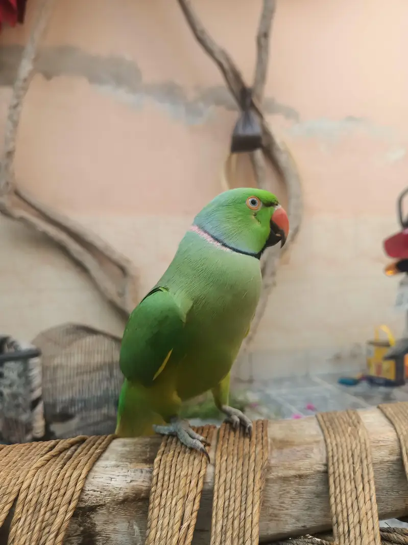 Talking parrots and hand tame — photo 6