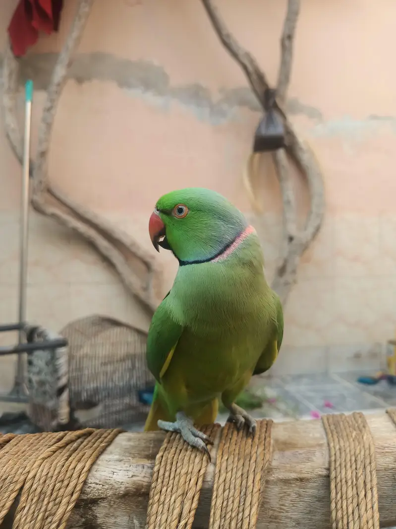 Talking parrots and hand tame — photo 7
