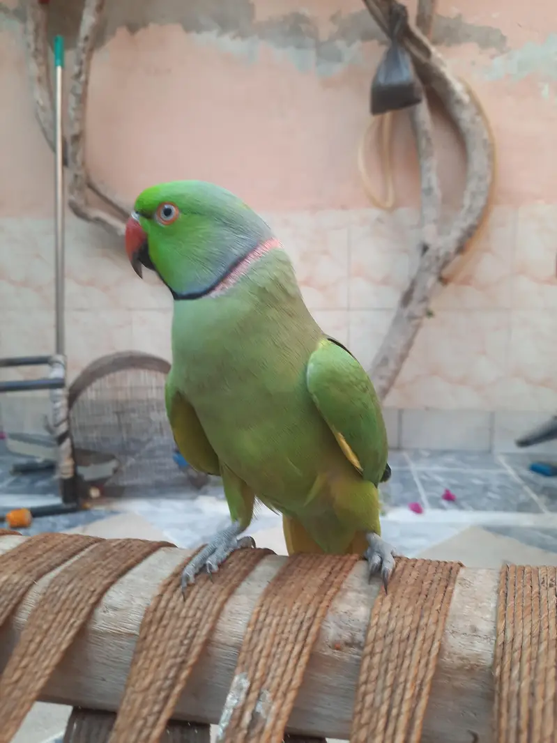 Talking parrots and hand tame — photo 8