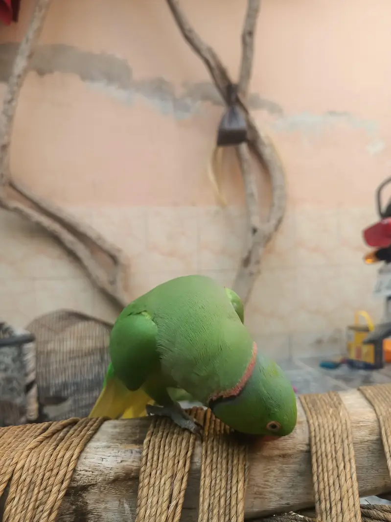 Talking parrots and hand tame — photo 9