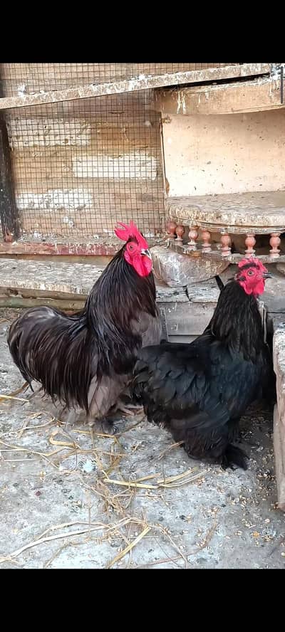 Buntum Pair