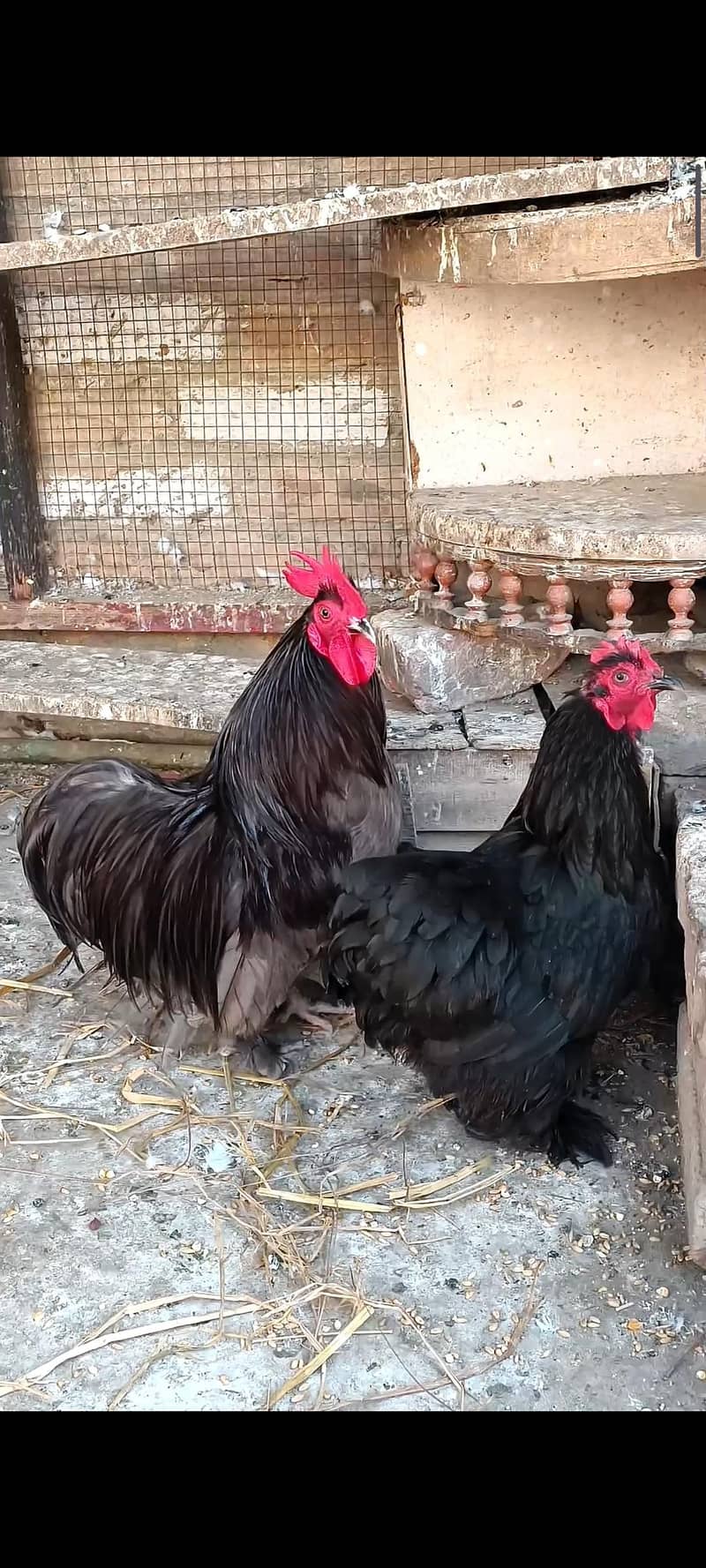 Buntum Pair 0