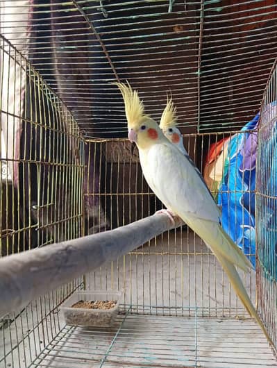 Breeder cockatiel pair , Pearl male , jumbo size cream female