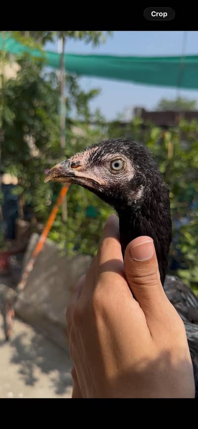 top quality mianwali blue ring eyes pathia