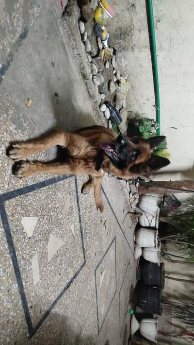 German Shepherd Female| Double Coated | Vaccinated