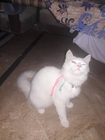 parsin cat